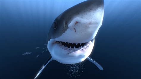 Oct 19, 2023 · Sharks 101. Sharks can rouse fear and awe like no other creature in the sea. Find out about the world's biggest and fastest sharks, how sharks reproduce, and how some species are at risk of extinction. 